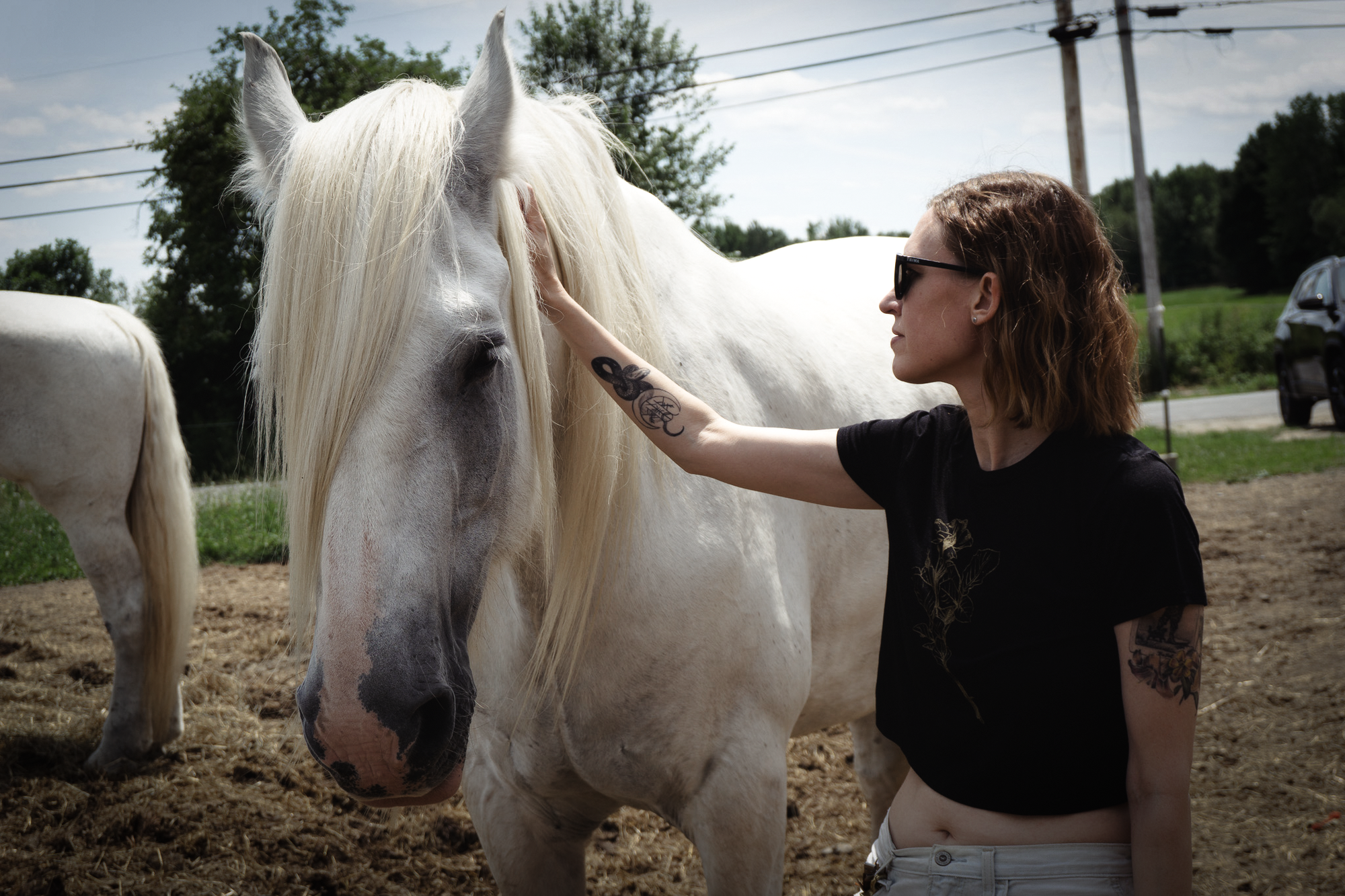 What Horses Quietly Teach Us